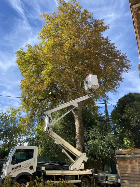 Élagueur d’un Marronnier à Langon 