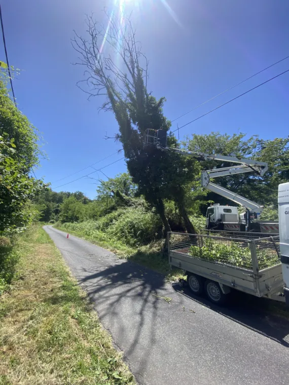 Abattage de 3 acacias à Bazas 