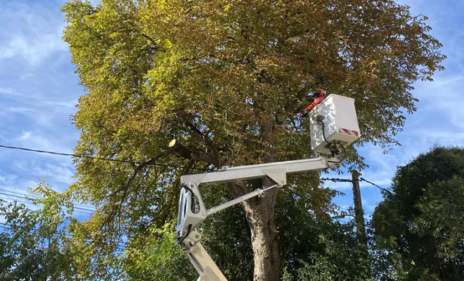 Élagage d’un marronnier 